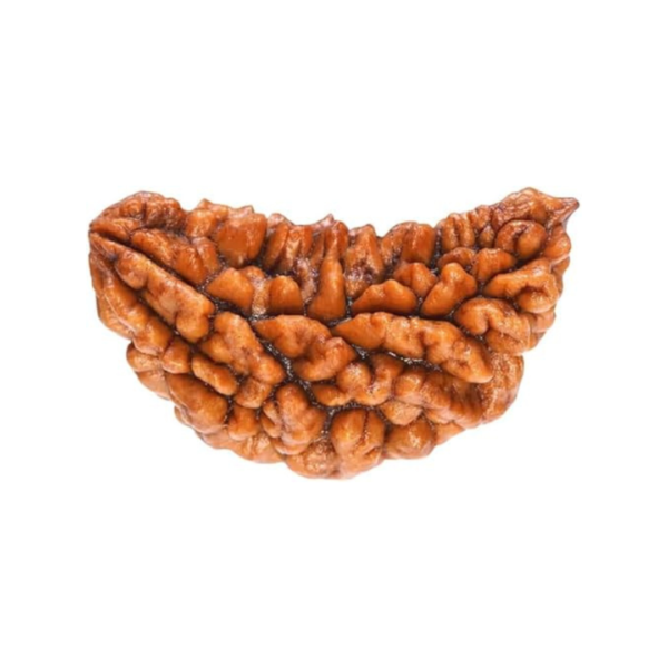 1 Mukhi Rudraksh