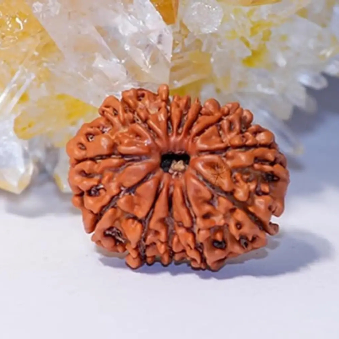 11 Mukhi Rudraksh