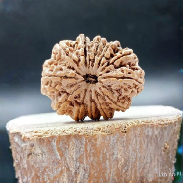12 Mukhi Rudraksh