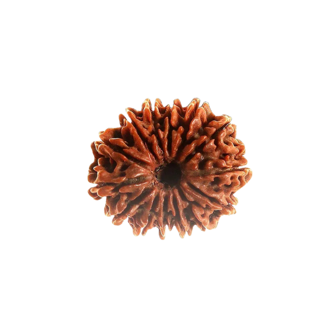14 Mukhi Rudraksh