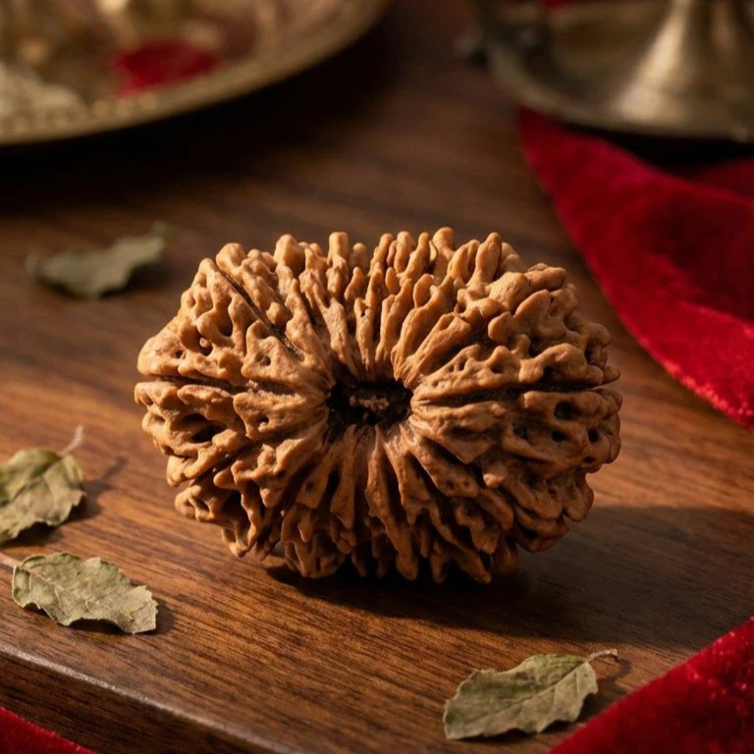 16 Mukhi Rudraksh