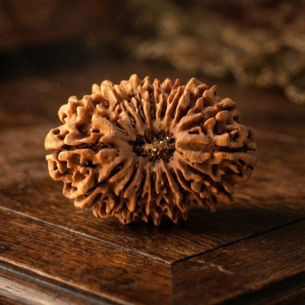 18 Mukhi Rudraksh