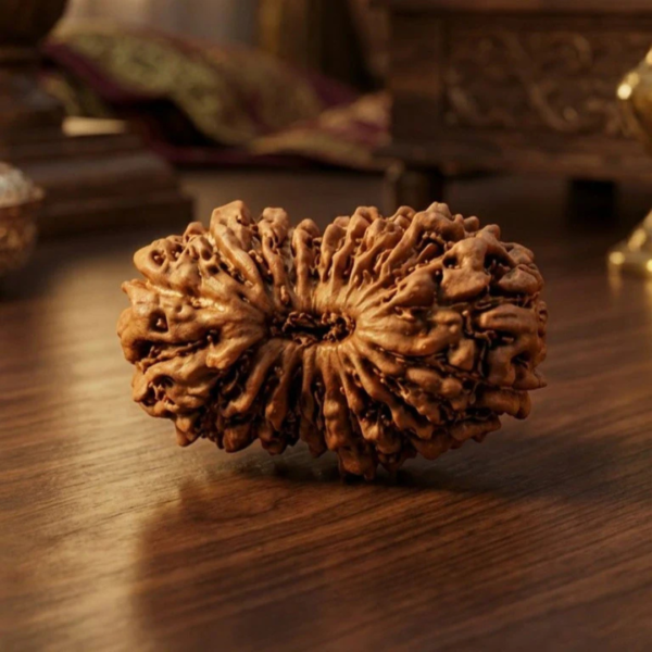 19 Mukhi Rudraksh