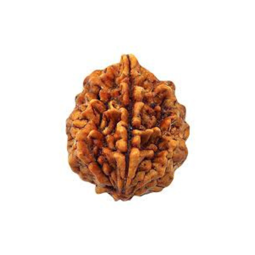 2 Mukhi Rudraksh