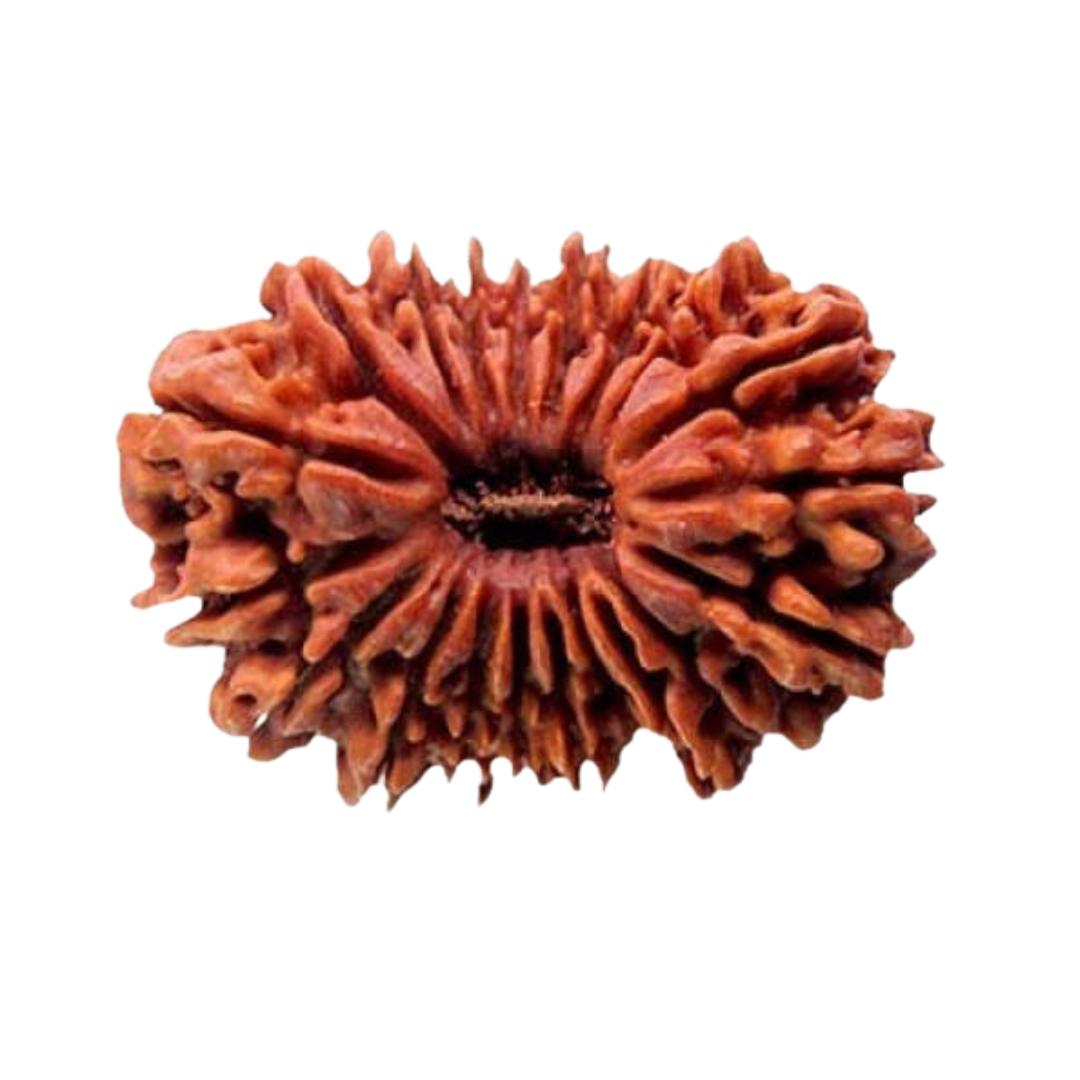 20 Mukhi Rudraksh