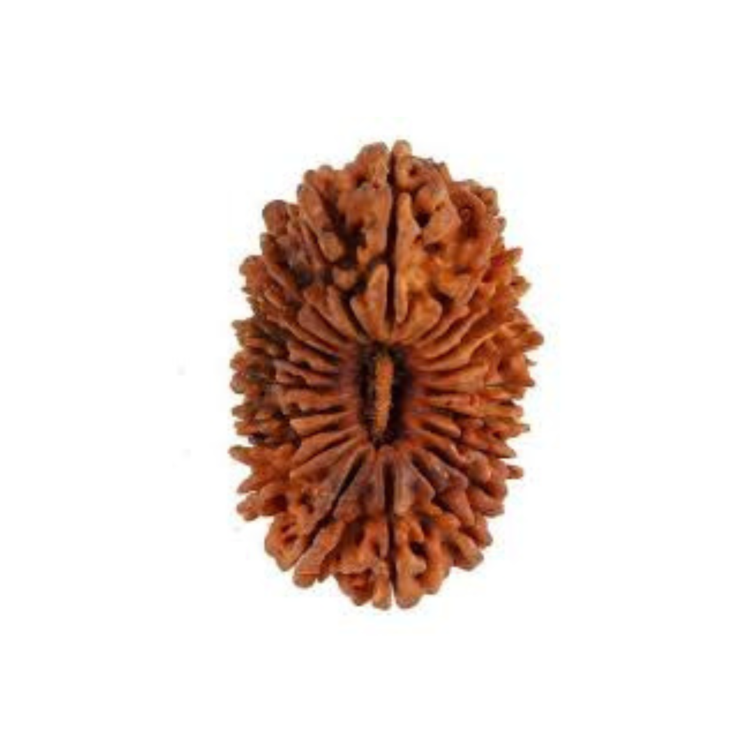 21 Mukhi Rudraksh