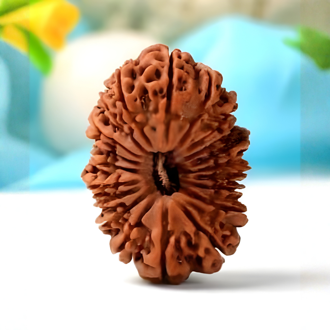 22 Mukhi Rudraksh