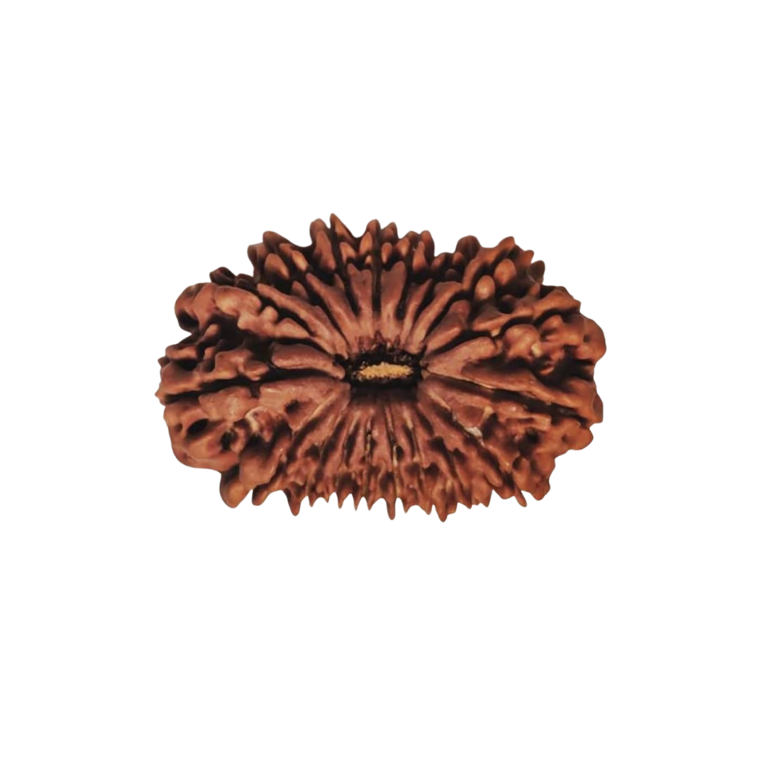 23 Mukhi Rudraksh