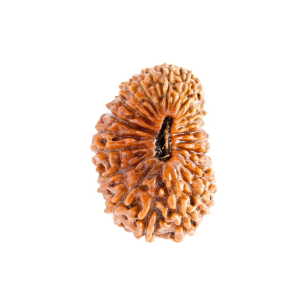24 Mukhi Rudraksh