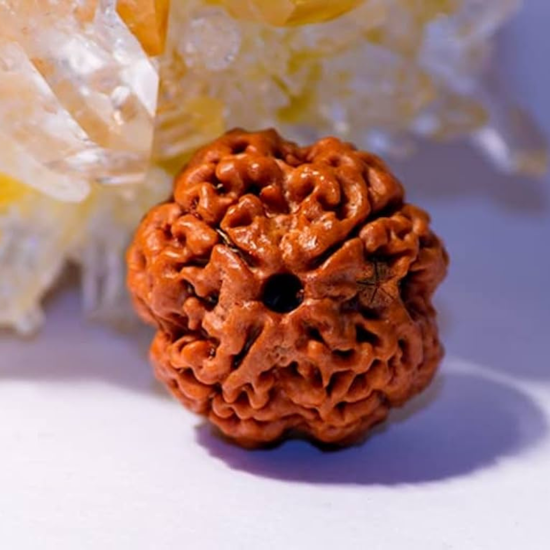 4 Mukhi Rudraksh