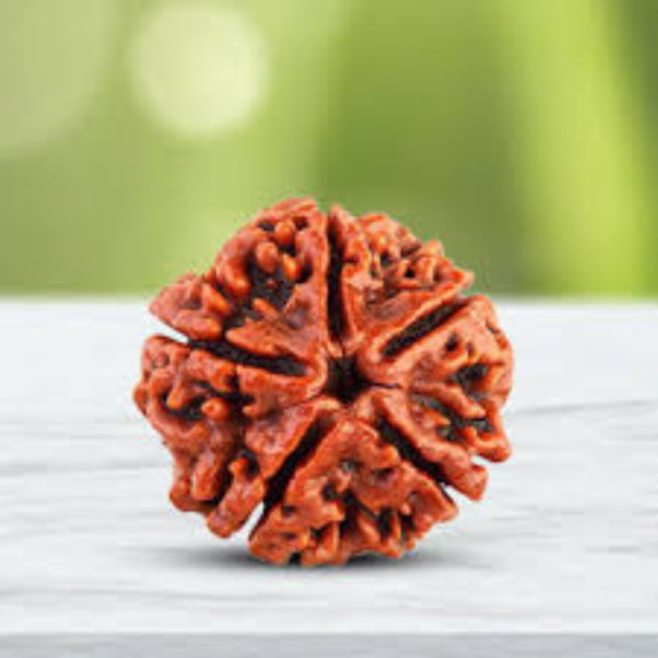 5 Mukhi Rudraksh