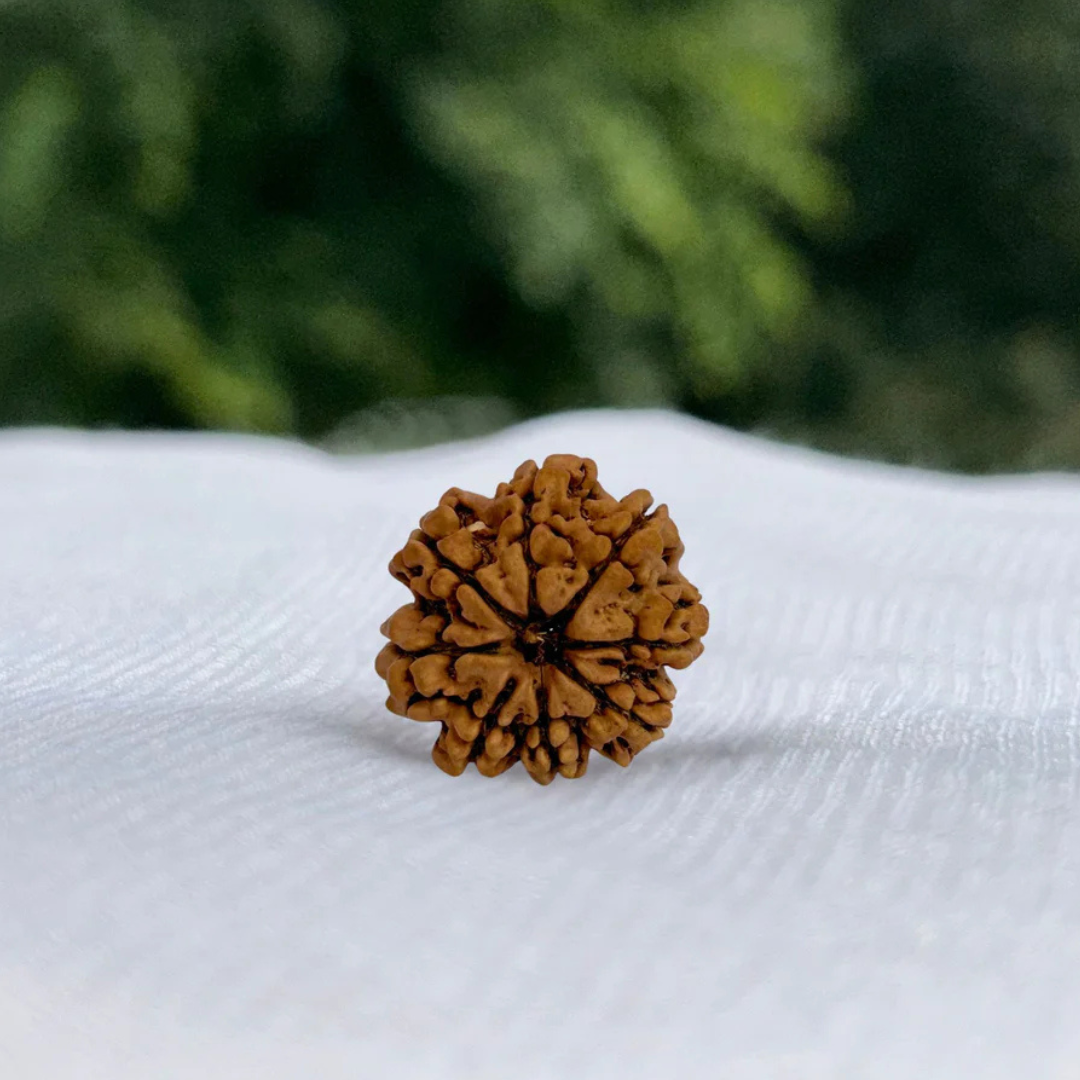 8 Mukhi Rudraksh