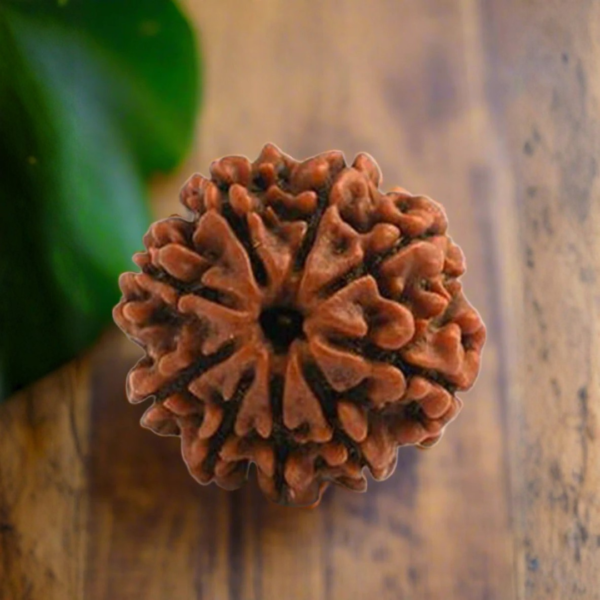 9 Mukhi Rudraksh
