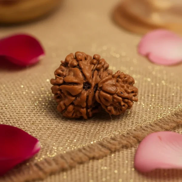 Garbh gauri Rudraksh