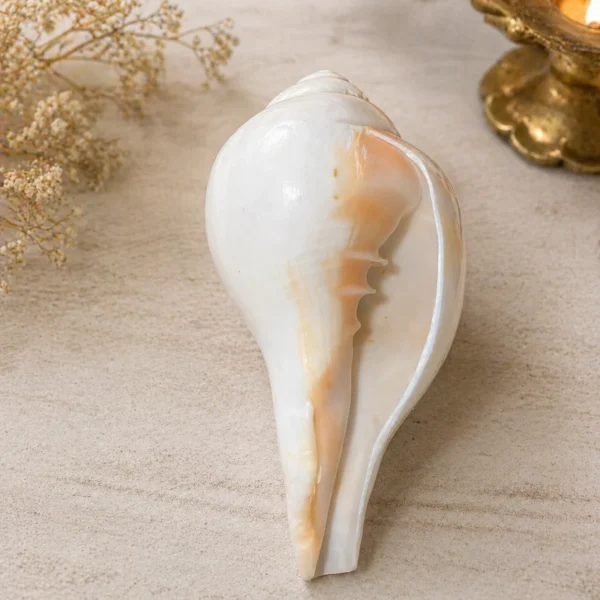 Conch